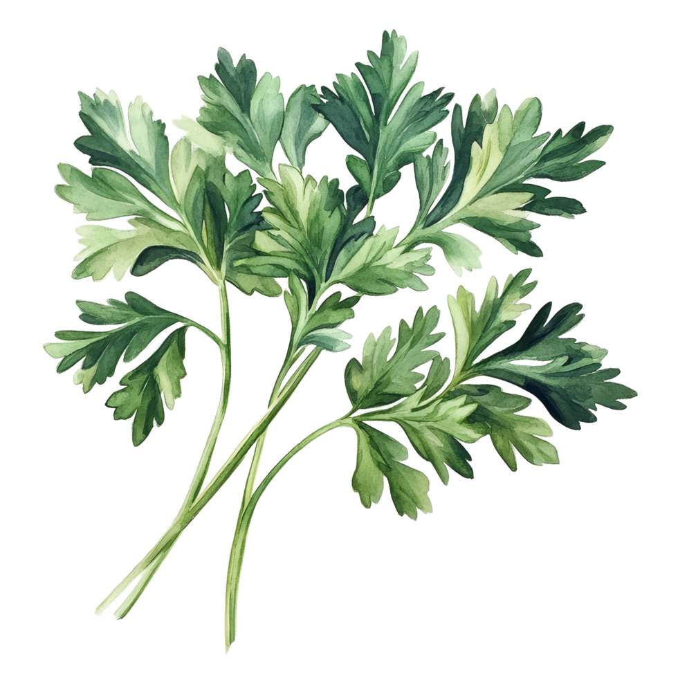 Fresh parsley leaves on a transparent background ideal for cooking, garnishing, and herb-based recipes, Parsley herb on transparent background png