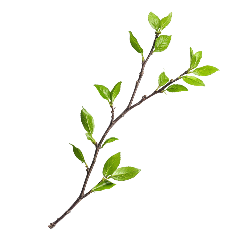 Isolated green twig with fresh leaves against a clean transparent background highlighting nature's simplicity and beauty, green twig isolated on transparent background png