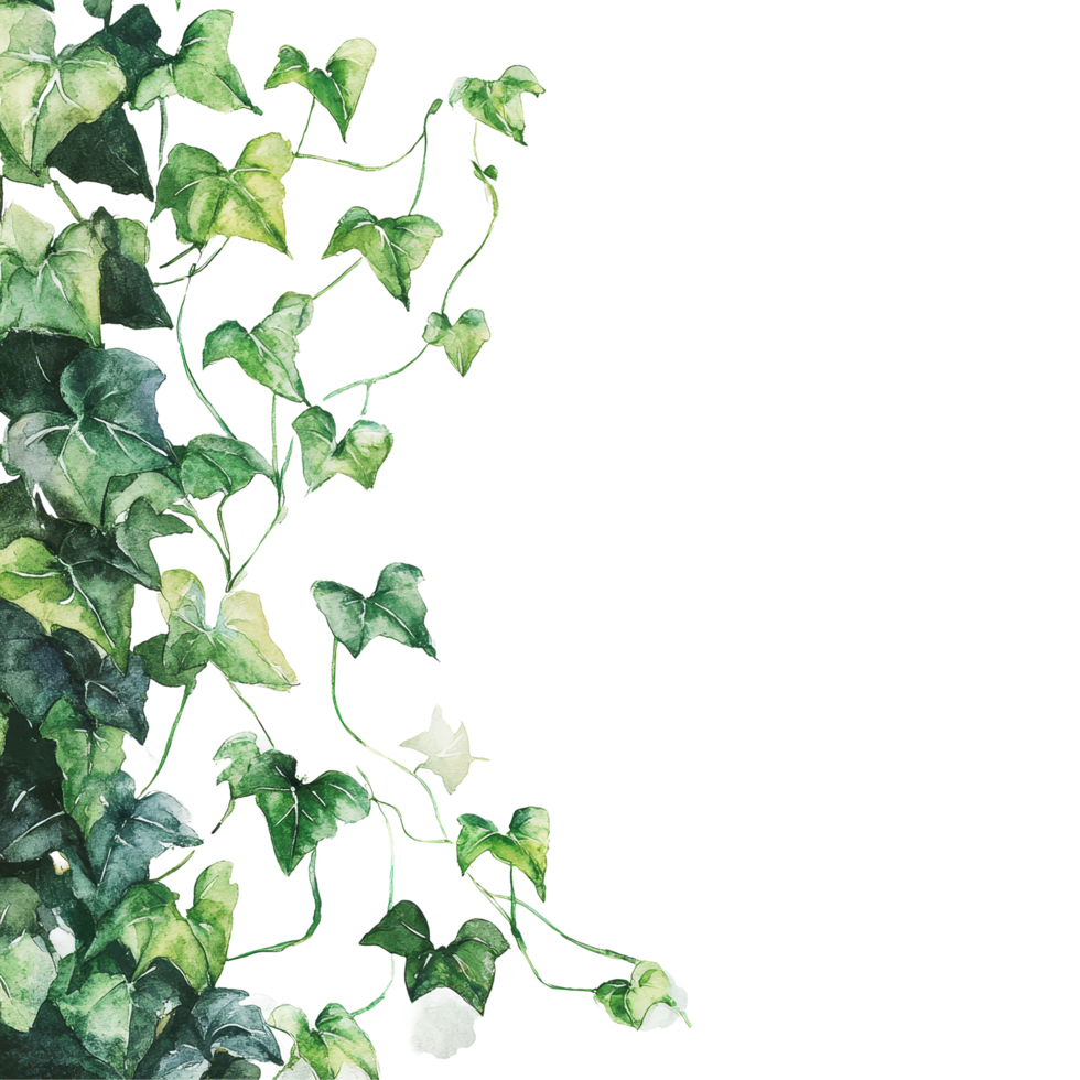 Delicate watercolor depiction of ivy leaves gently cascading against a clean transparent background, Navy Watercolor Flowers on transparent background png