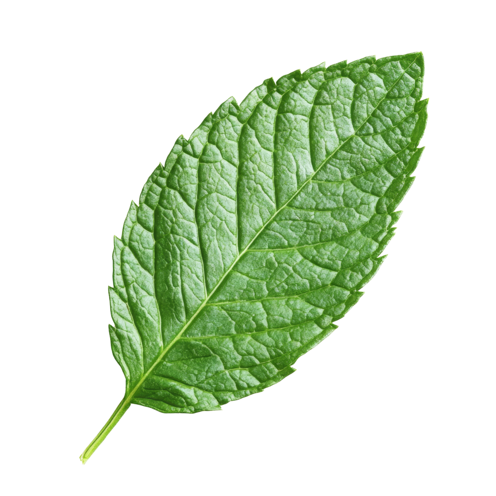 A single fresh mint leaf on a clean transparent background showcasing vibrant green color and intricate texture details, Single fresh mint leaf png