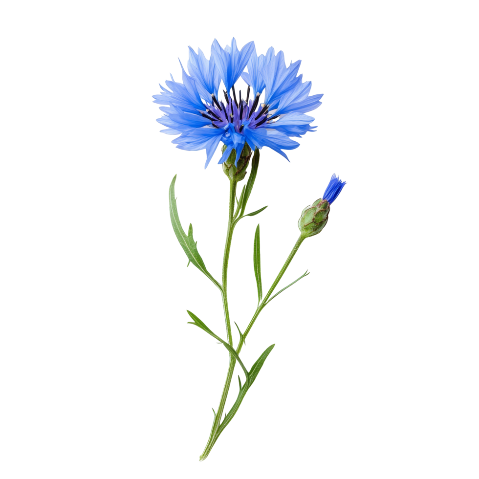 Medicinal cornflower displayed on a transparent background with lush green leaves and a flower bud, Medicinal cornflower on a transparent background png