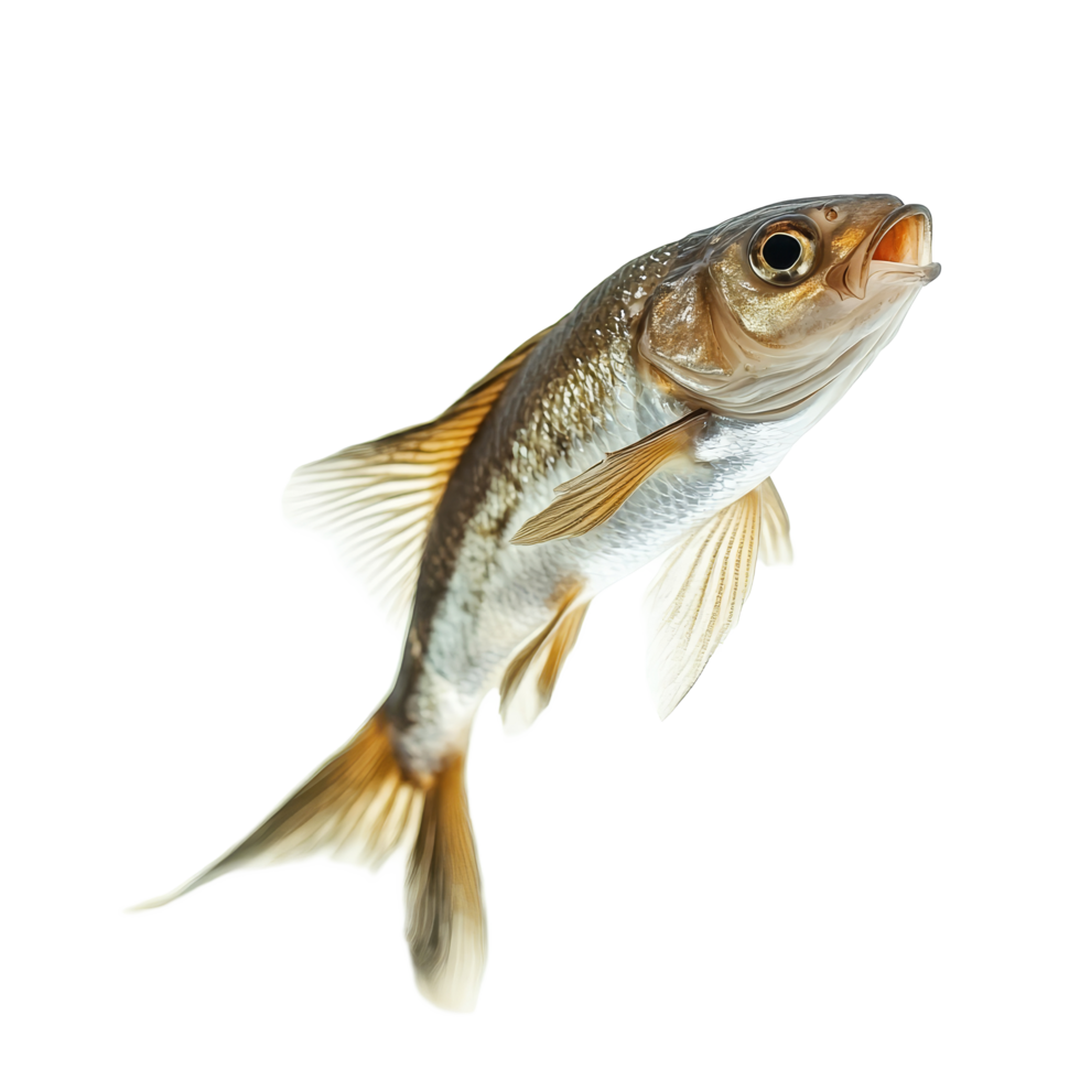A dynamic fish leaps gracefully in open air showcasing its aquatic agility and vibrant colors, Dynamic Real Fish Leap Isolated Aquatic Motion on transparent background png