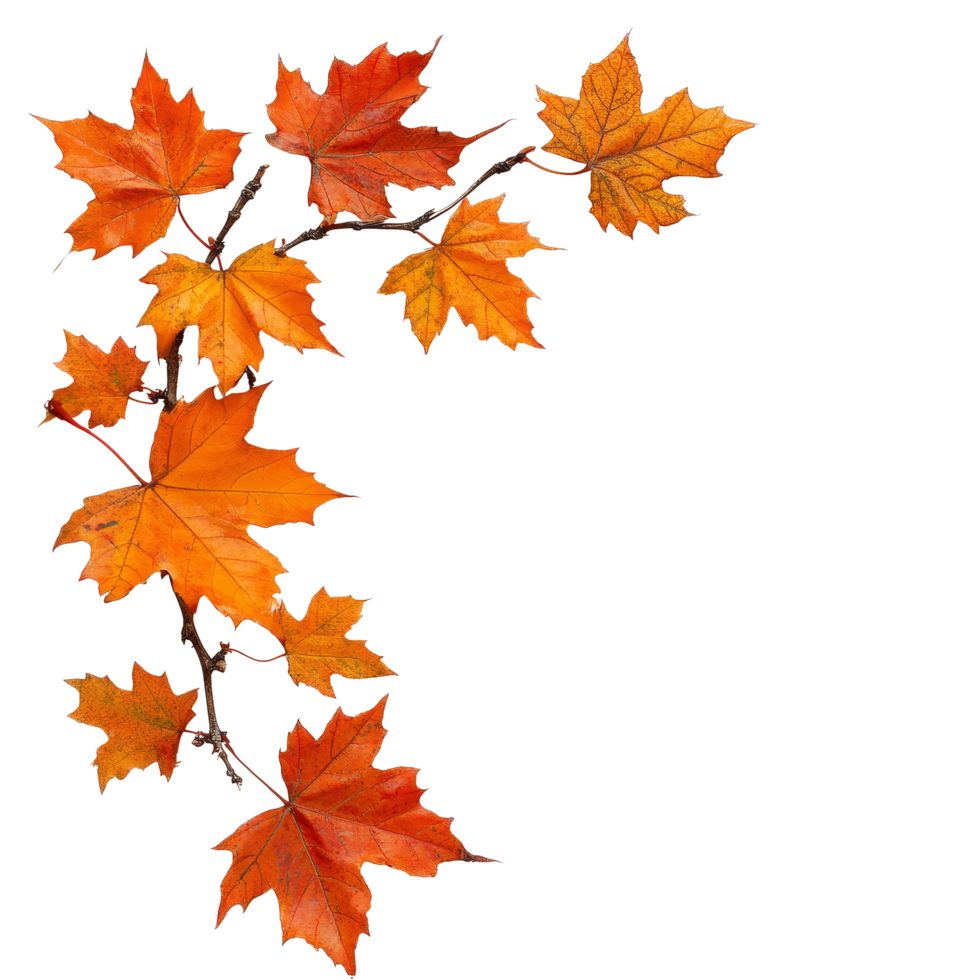 Autumn maple leaves arranged on a transparent background showcasing vibrant orange hues, autumn maple branch leaves corner edge transparent background png