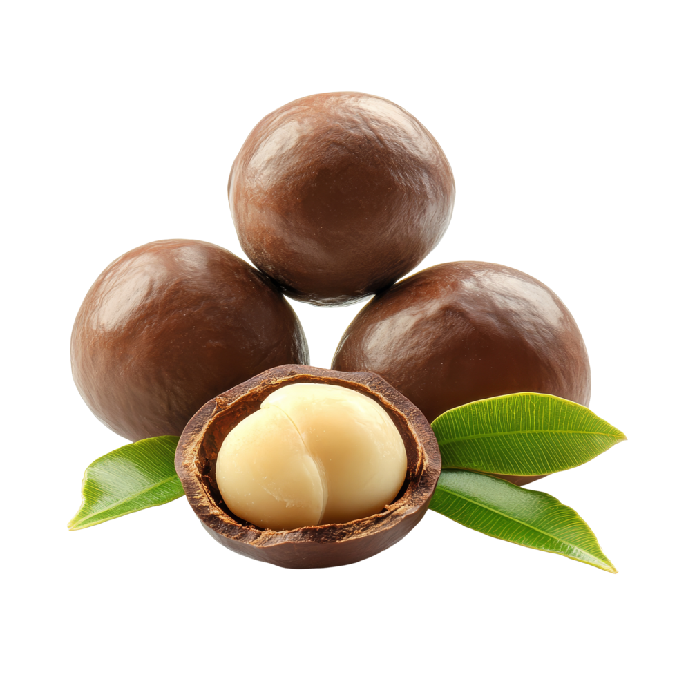 Fresh macadamia nuts on a transparent background showcasing their rich texture and natural sheen, macadamia nuts isolated on transparent background png