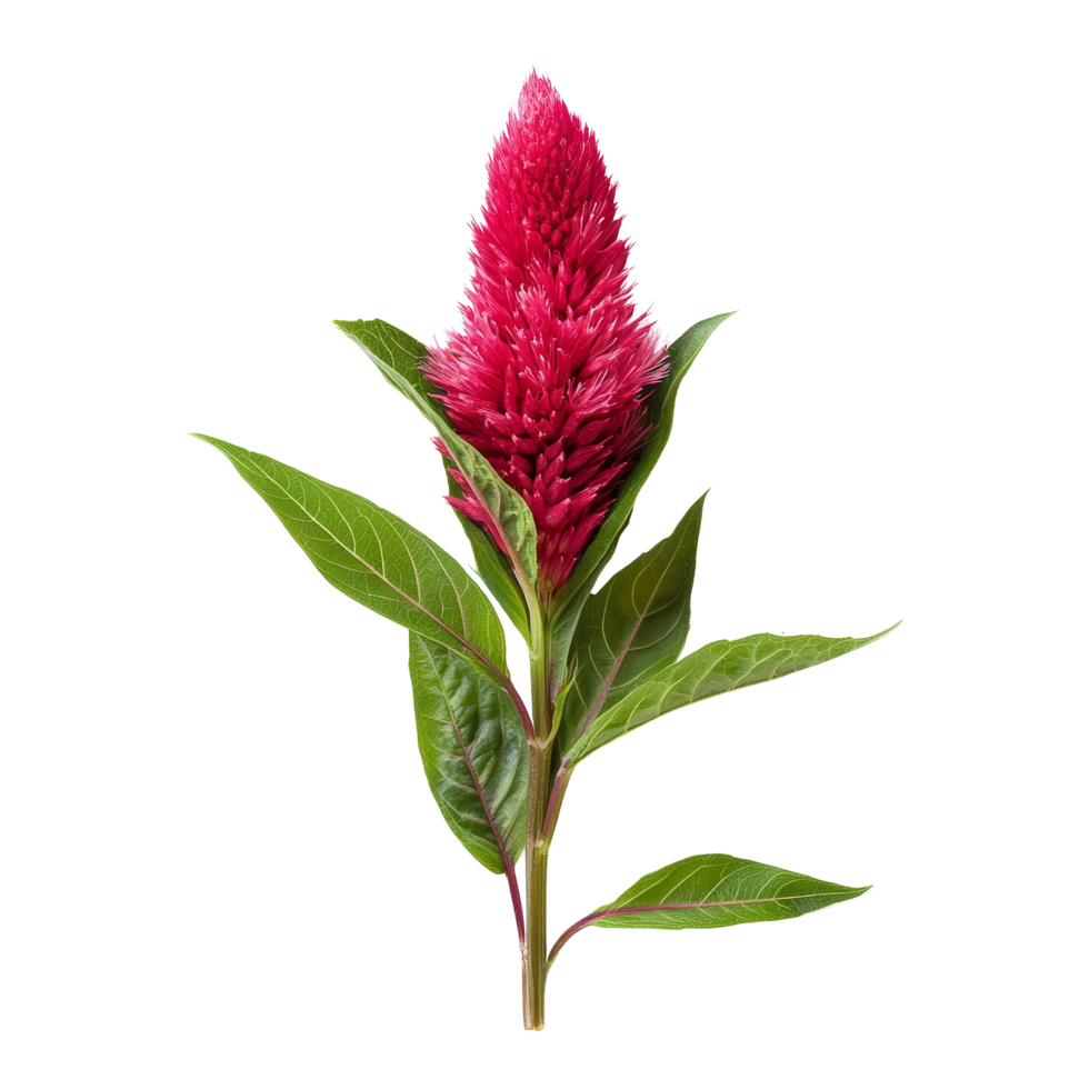 Celosia flower with vibrant red blooms and green leaves, isolated on a transparent background showcasing its unique texture and shape, celosia flower isolated on transparent background png