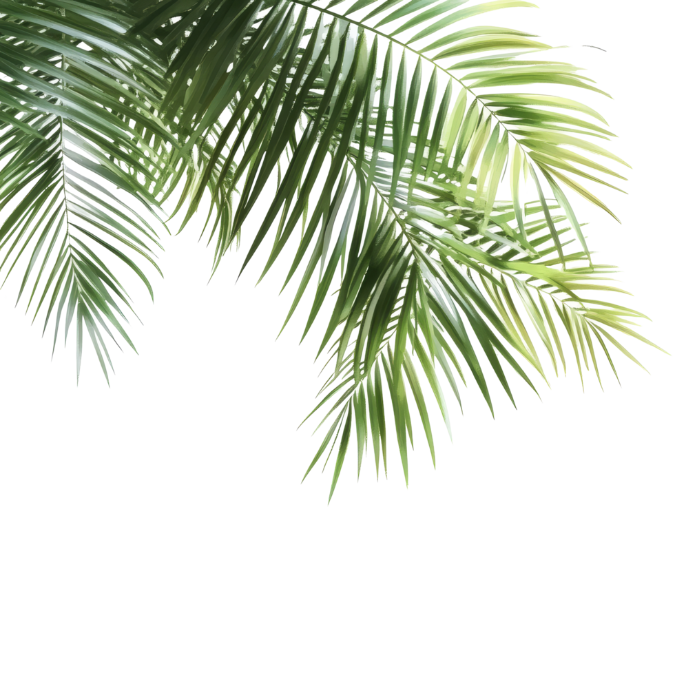 Fresh green palm tree leaves elegantly draping against a clean transparent background in a serene setting, Green leaves of palm tree on transparent background png