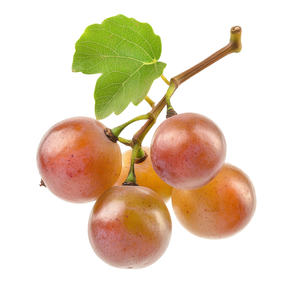 Burmese grape bunch with vibrant colors on a clean transparent background, burmese grape, tropical fruit isolated on transparent background png