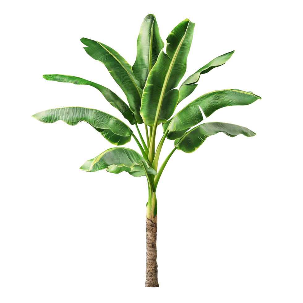 Real banana tree prominently displayed against a plain transparent background with vibrant green leaves, Banana Tree on transparent background, real banana tree green leaf isolate die cut file png