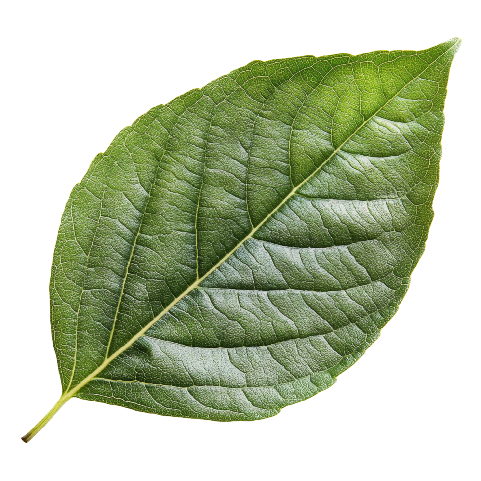 Green leaf isolated on a transparent background showcasing natural patterns and textures for design purposes, leaf isolated on transparent background png