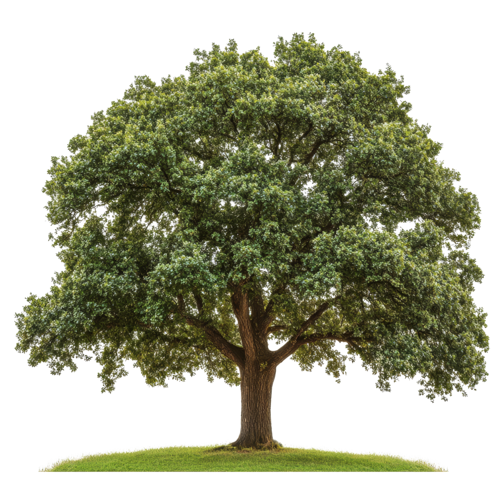 A solitary oak tree standing tall against a transparent background, showcasing its vibrant green foliage and strong trunk, oak tree isolated on transparent background png