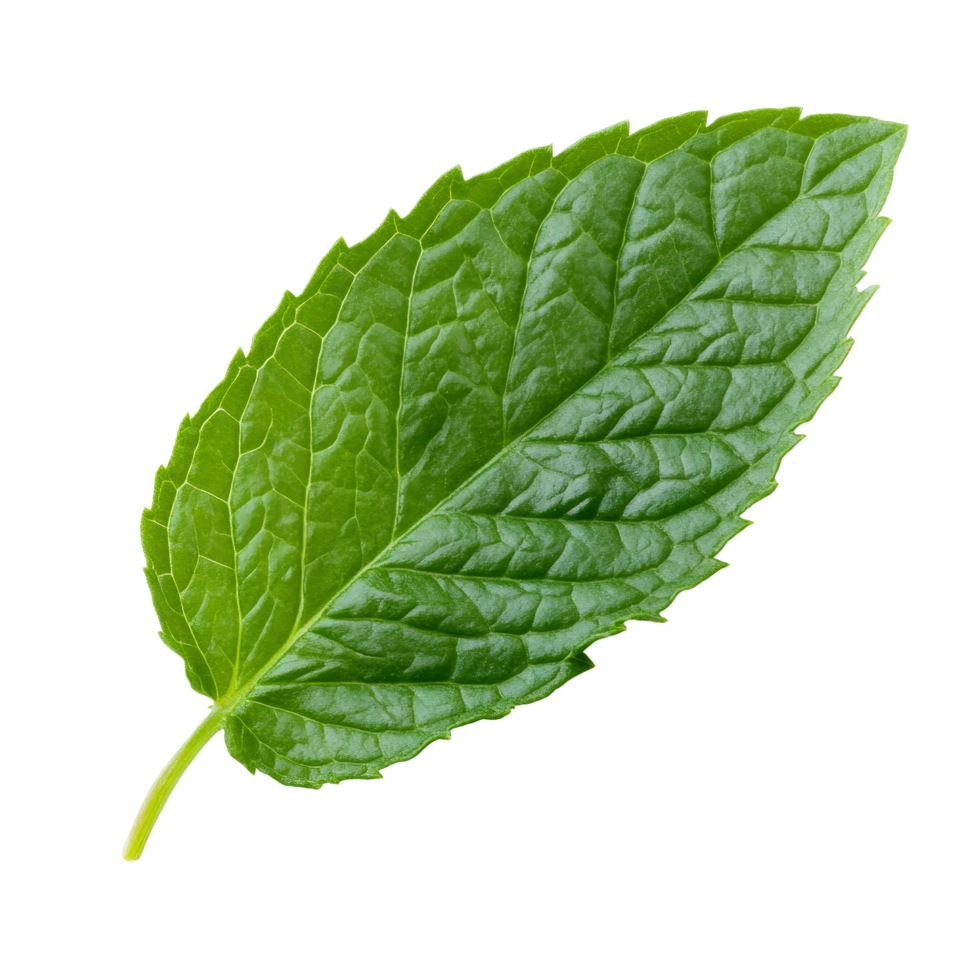 Fresh mint leaf isolated on a transparent background perfect for cooking, garnishing, or herbal remedies, mint leaf isolated on transparent background png