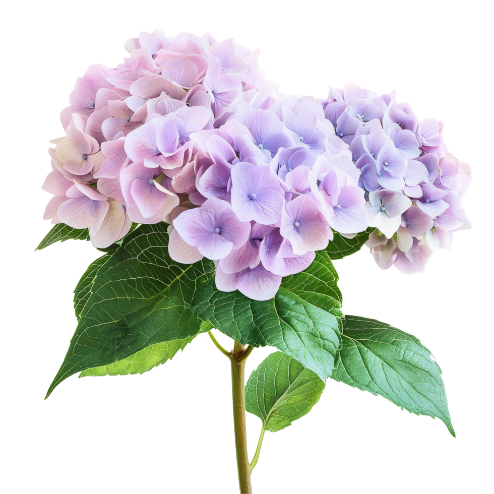 A vibrant bouquet of hydrangeas with soft hues of purple and pink isolated on a transparent backdrop, Bouquet of hydrangeas flowers, isolated on transparent background png
