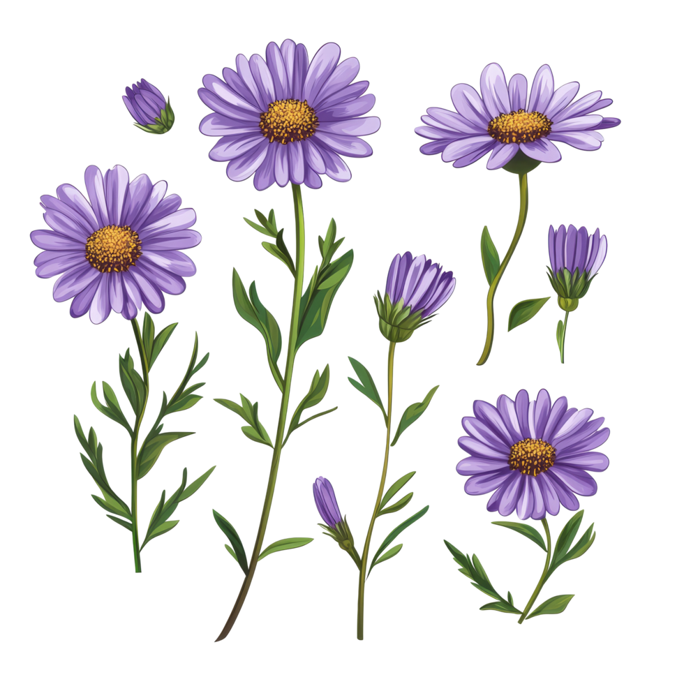 A collection of vibrant Aster flower stems showcasing elegant purple blooms and lush green leaves in artistic clipart style, Aster flower single stem isolated on transparent backgroud png
