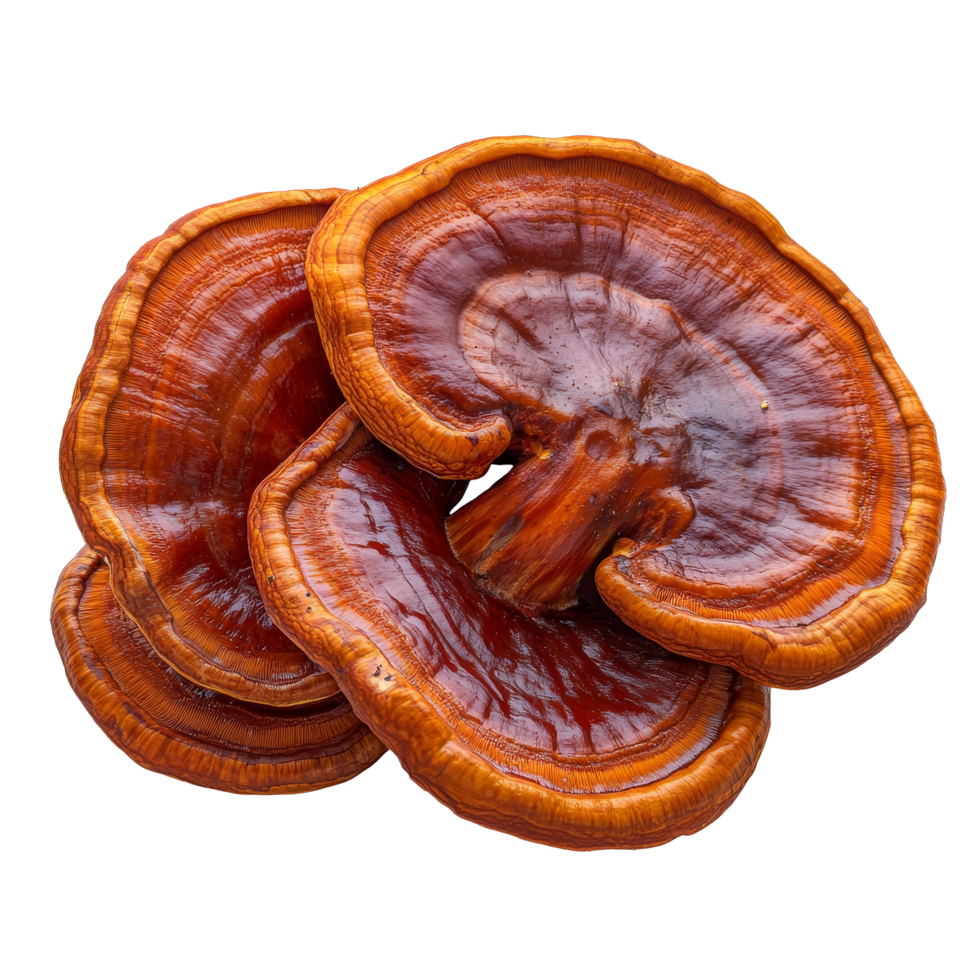 Reishi mushrooms isolated on a clean transparent background for culinary and medicinal purposes, reishi mushrooms isolated on transparent background png