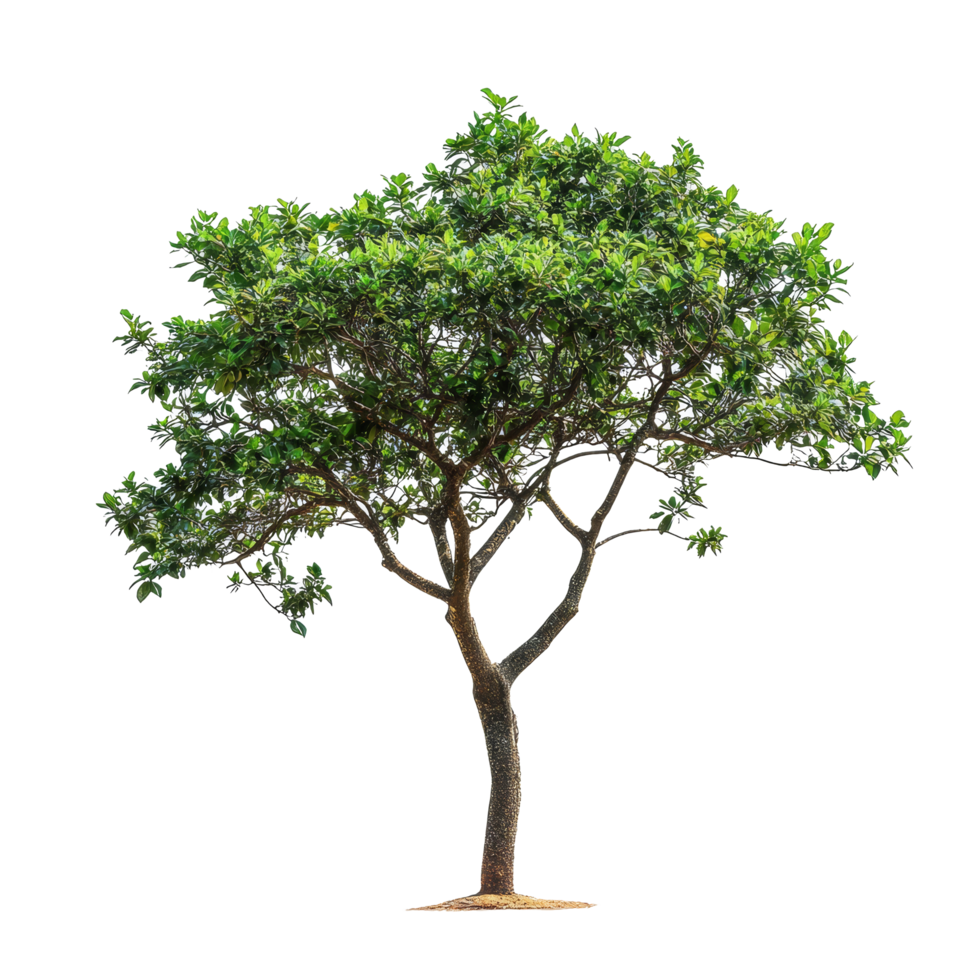 A beautiful javanese treebine tree standing tall in isolation on a transparent background for natural decor inspiration, javanese treebine tree isolated on transparent background png