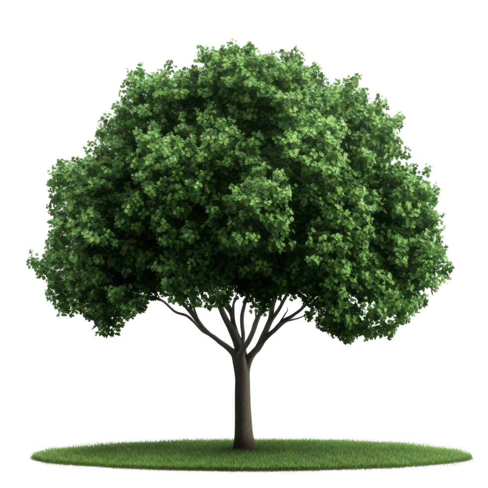 A vibrant green tree standing isolated on a transparent background with lush foliage and a well-defined trunk, green trees isolated on blank trasparent background, png