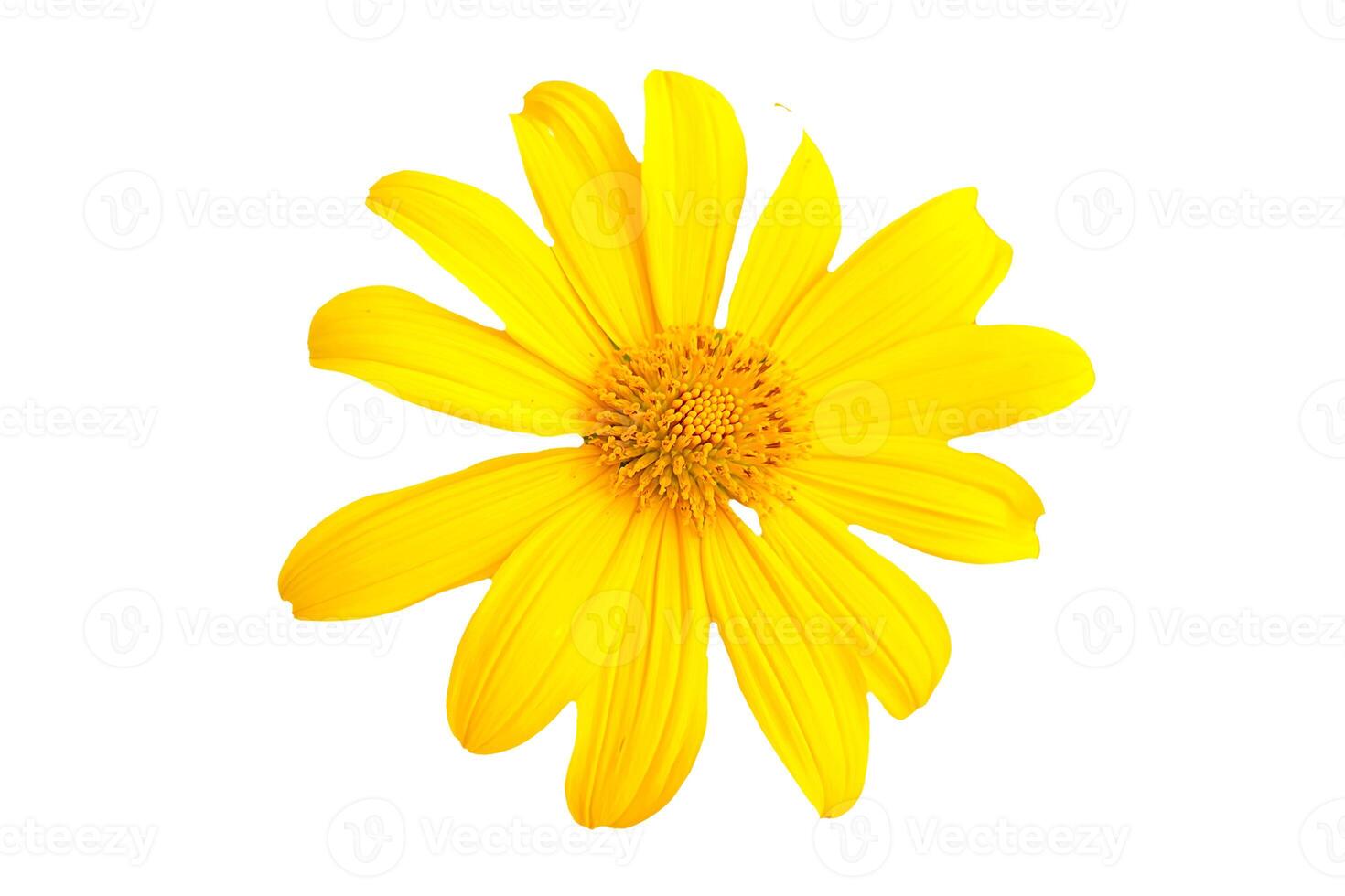 Bright Yellow Daisy Flower Isolated on White Background for Botanical and Nature-Themed Designs photo