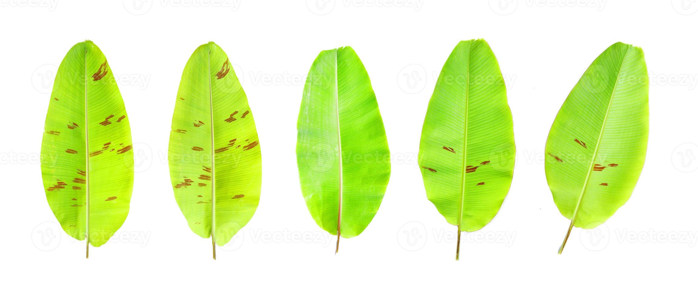 Vibrant Green Banana Leaves Isolated on White Background for Nature and Botanical Design Concepts photo