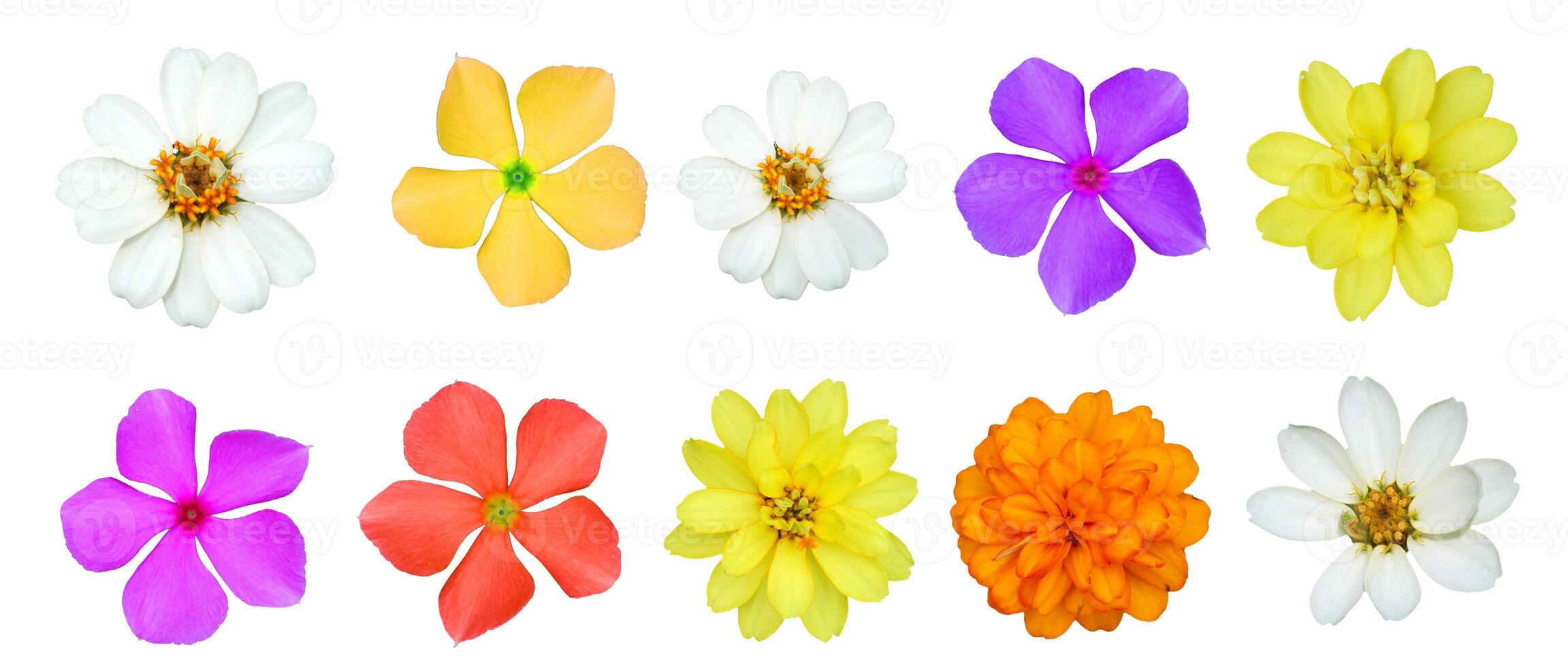 Vibrant Collection of Colorful Flowers Isolated on White Background for Botanical and Nature-Themed Designs photo