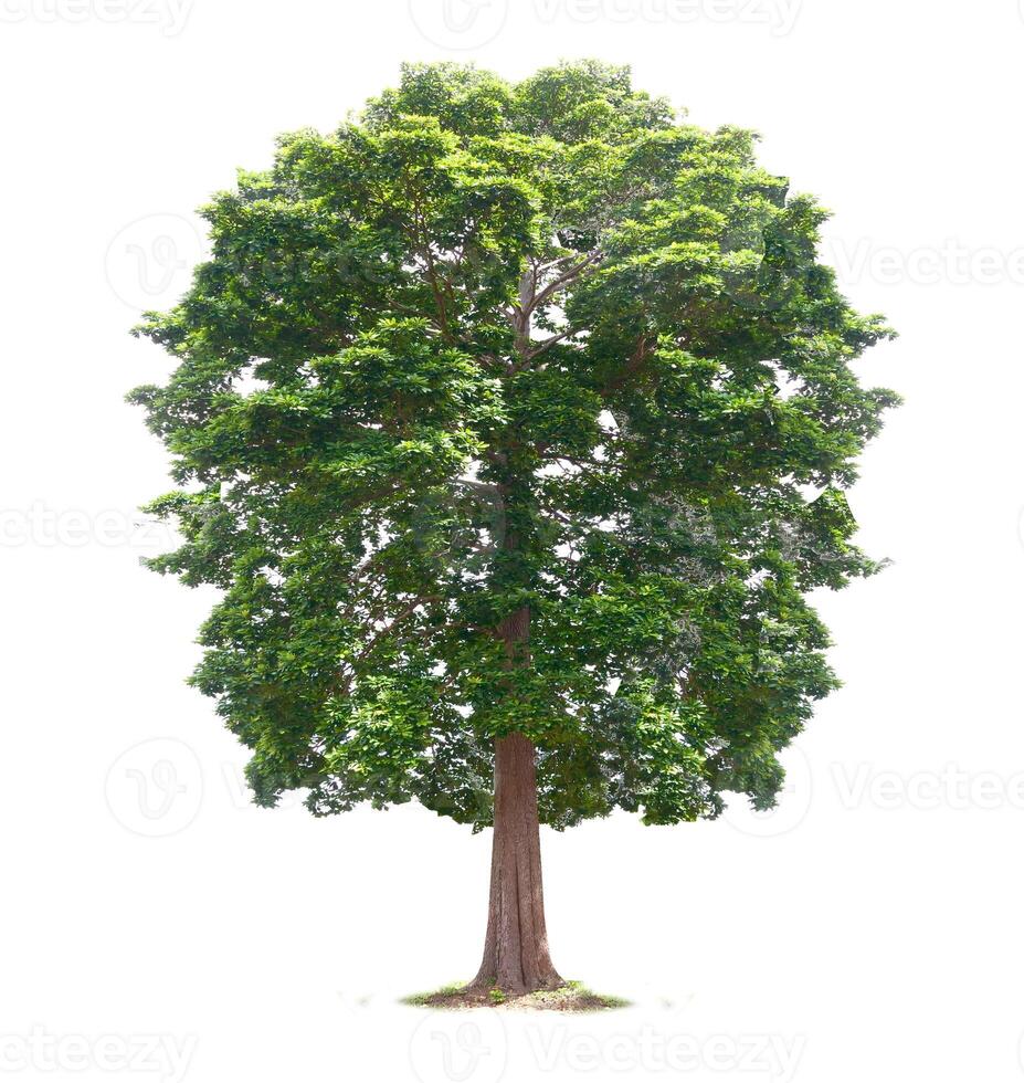 A large tree is shown on a white background photo