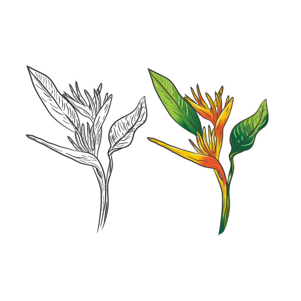 Hand drawing HELICONIA PSITTACORUM botanical illustration vector