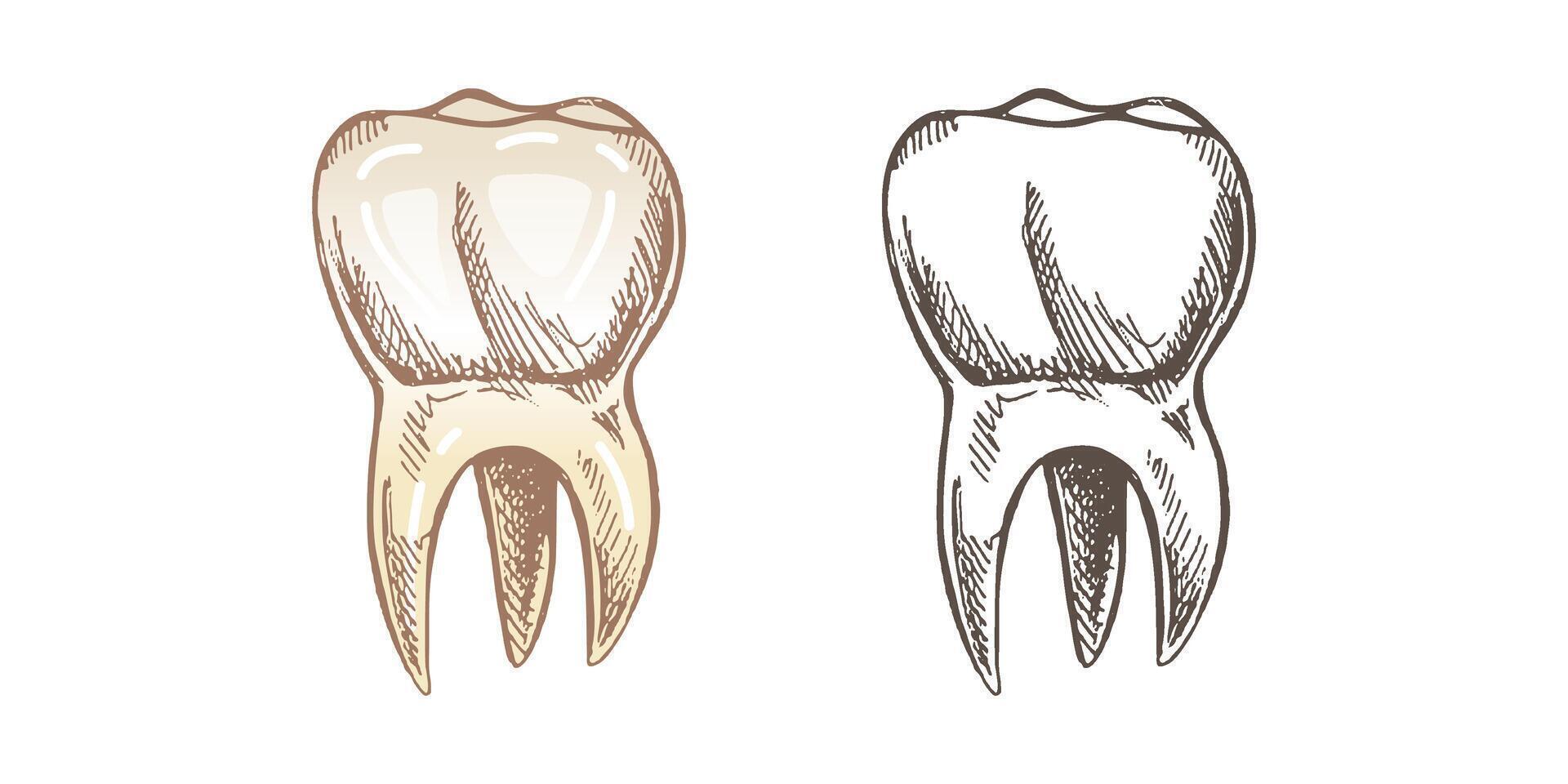 artistic hand-drawn human molar, detailed roots and top view sketch. vector