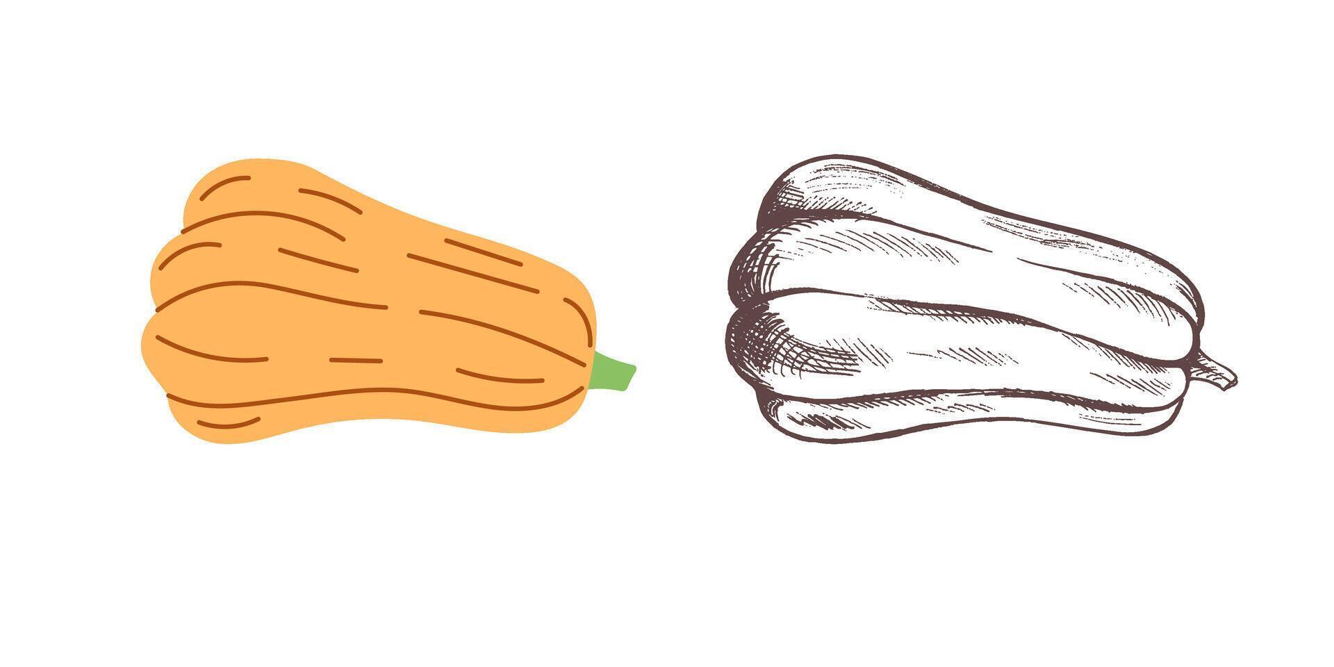 hand-drawn pumpkin sketch for halloween in flat style, isolated on white vector