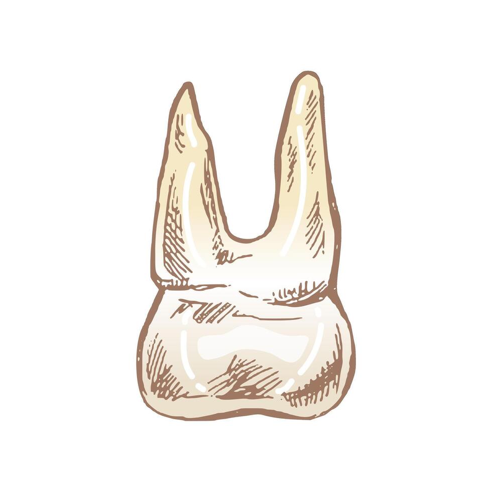 intricate hand-drawn sketch of a human molar tooth with roots, top view vector