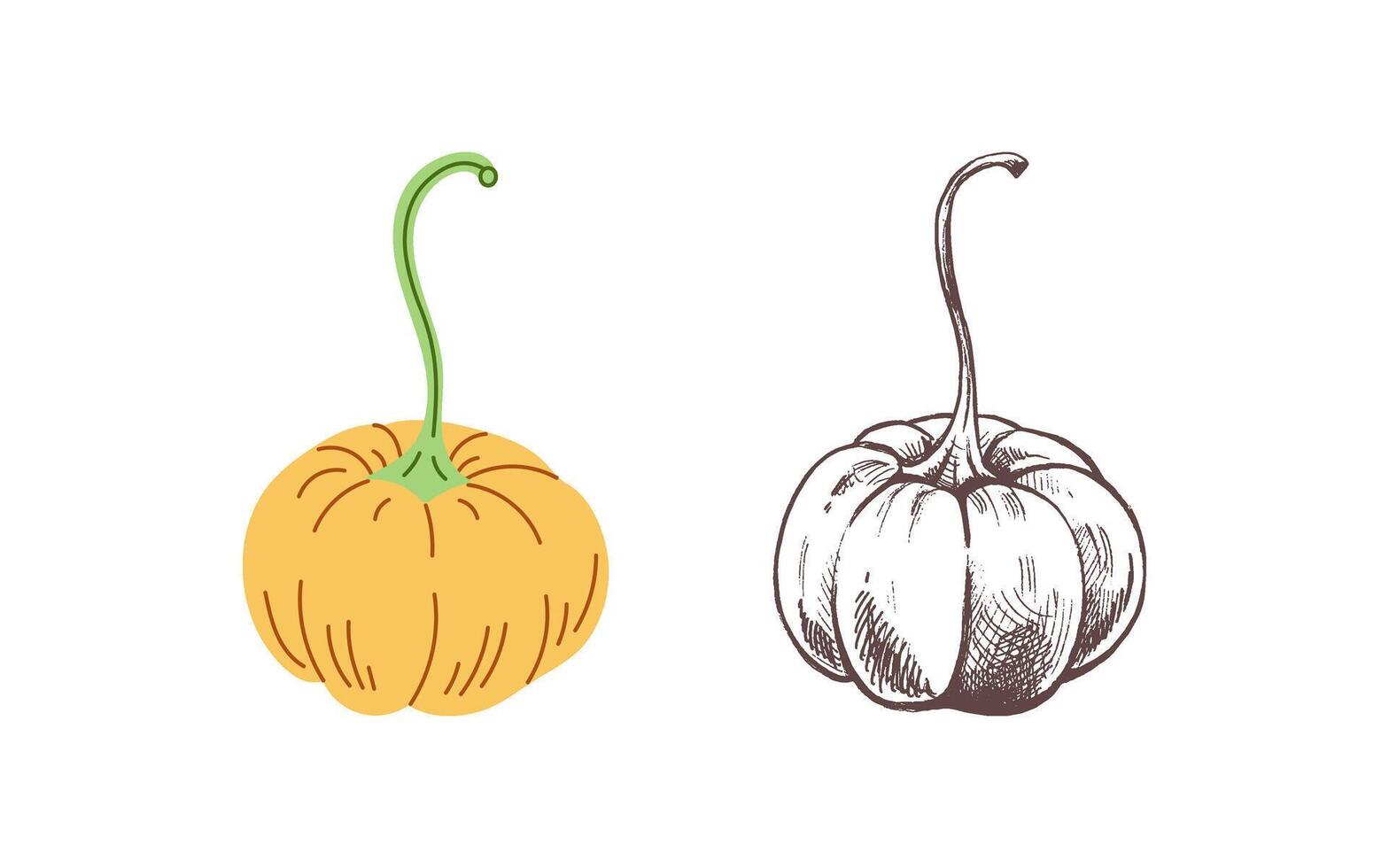 flat style halloween pumpkin sketch, hand-drawn and isolated vector
