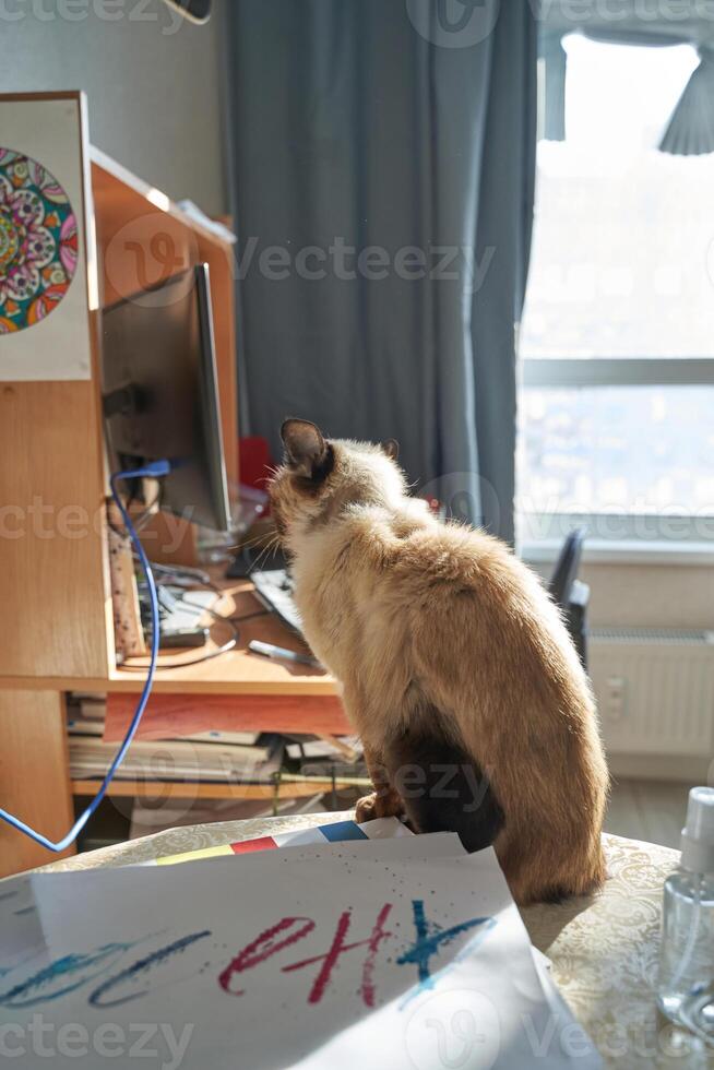 Curious cat observing computer in sunlit home office with art and papers on desk. photo