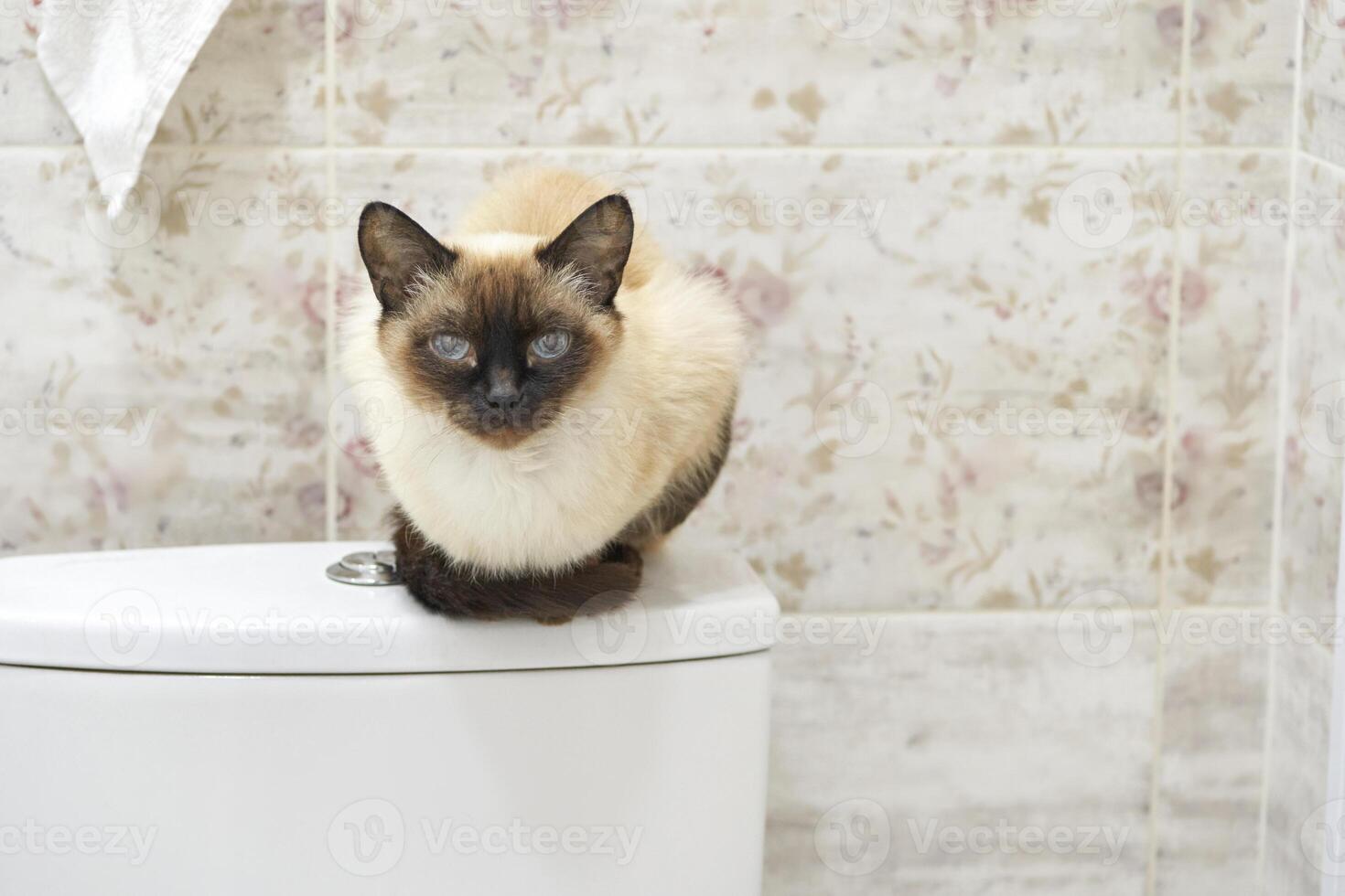 Siamese cat resting on toilet lid in floral tiled bathroom interior design. photo