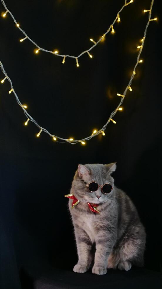 A cat wearing sunglasses and a red tie is sitting on a black background photo