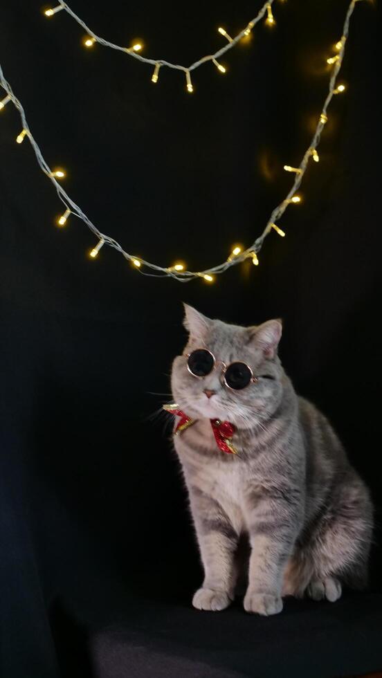 A cat wearing sunglasses and a bow tie in front of a christmas tree photo