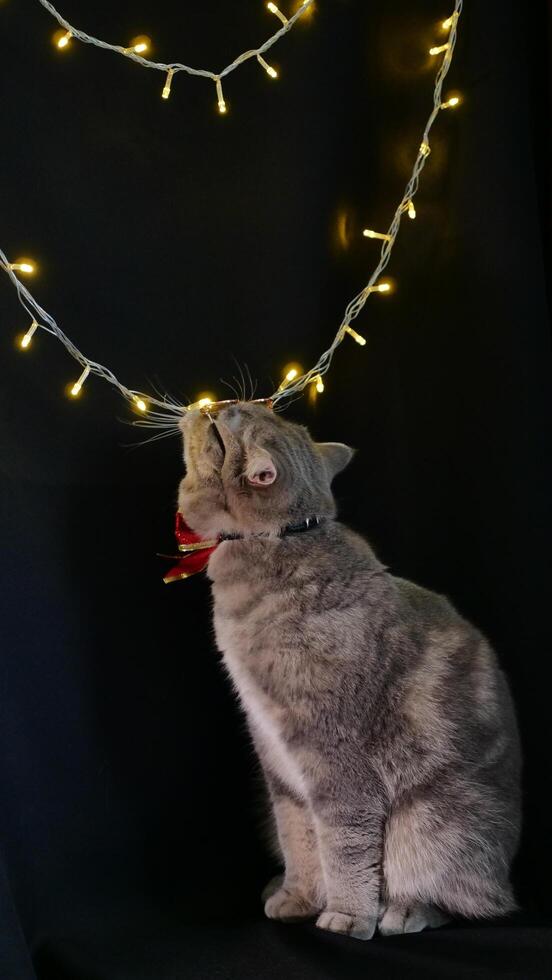 A cat is standing in front of a christmas tree photo