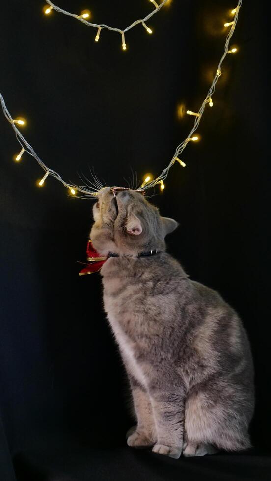 A cat is standing in front of a christmas tree photo