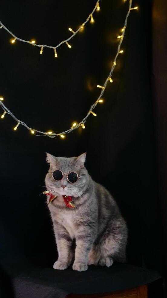 A cat wearing sunglasses and a bow tie sitting on a chair photo