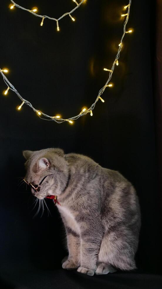A cat is sitting on a bed with a string of lights photo