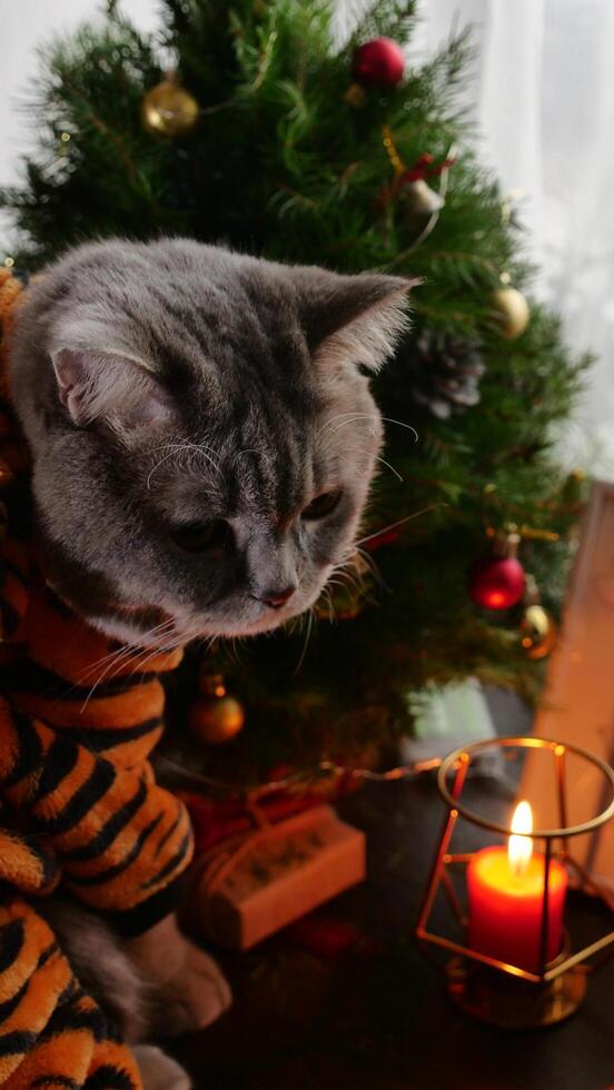 A cat in a tiger pajamas sitting near a christmas tree photo