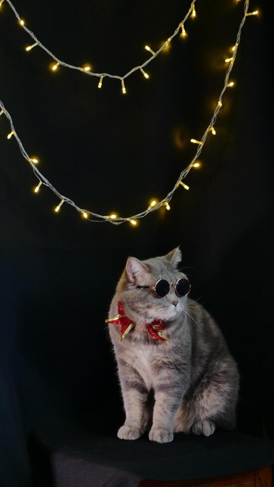 A cat wearing sunglasses and a red bow sits on a chair photo