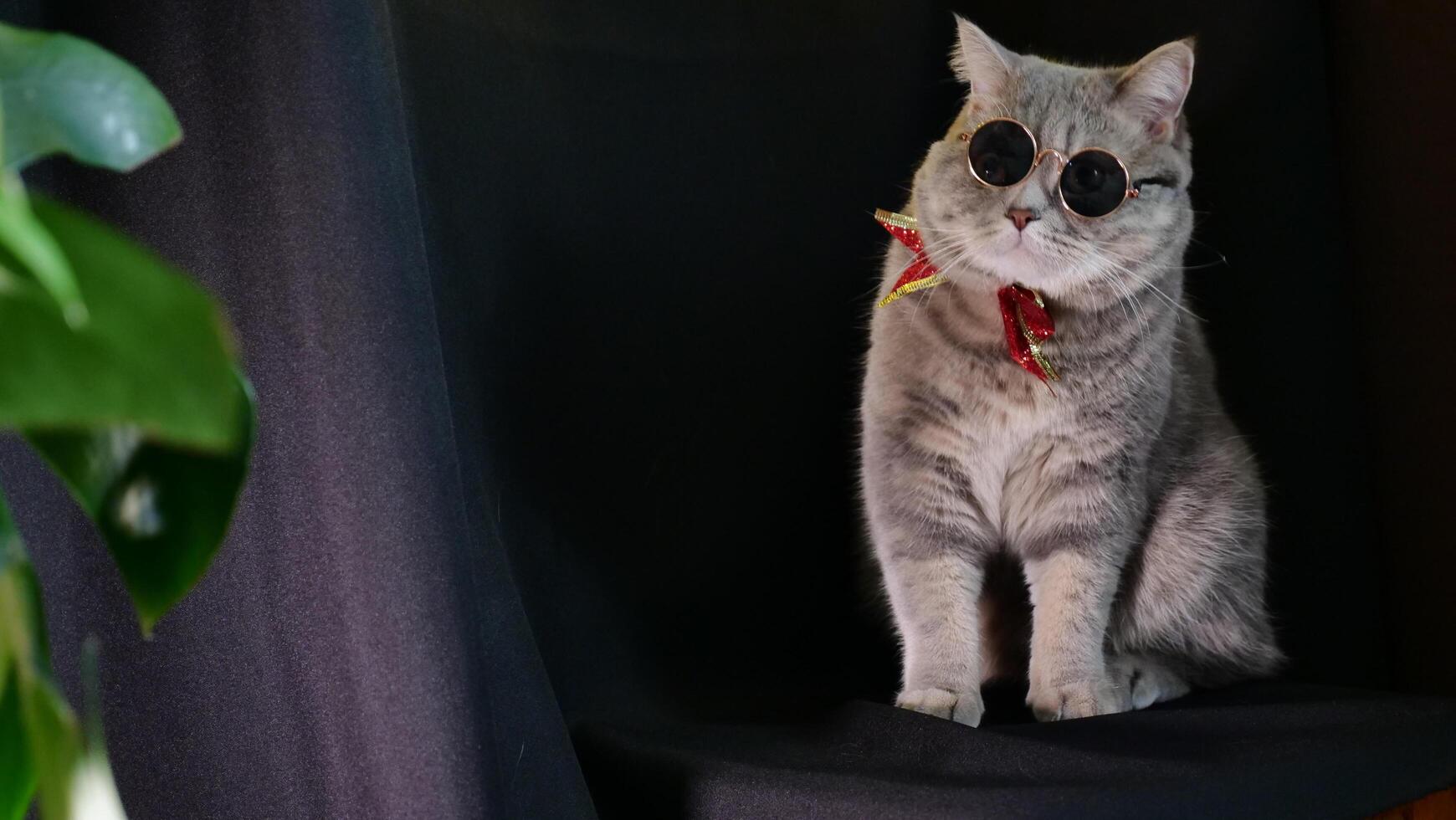A cat wearing sunglasses and a tie sitting on a chair photo