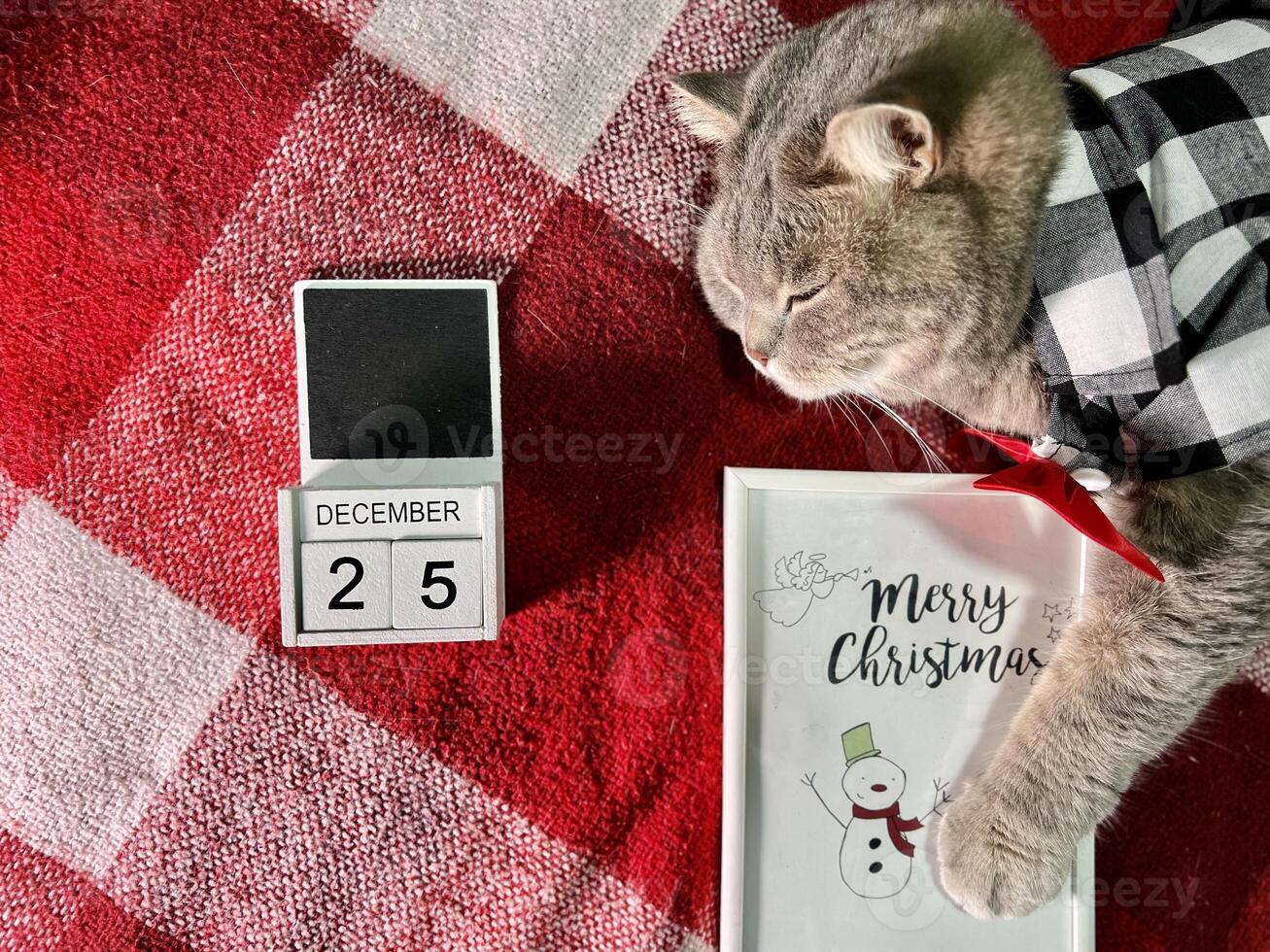 The Scottish straight gray pet cat at home sleep on the bed itself celebrates a Merry Christmas and Happy New Year in a shirt and red tie, a decorations on December 25, 2024 photo
