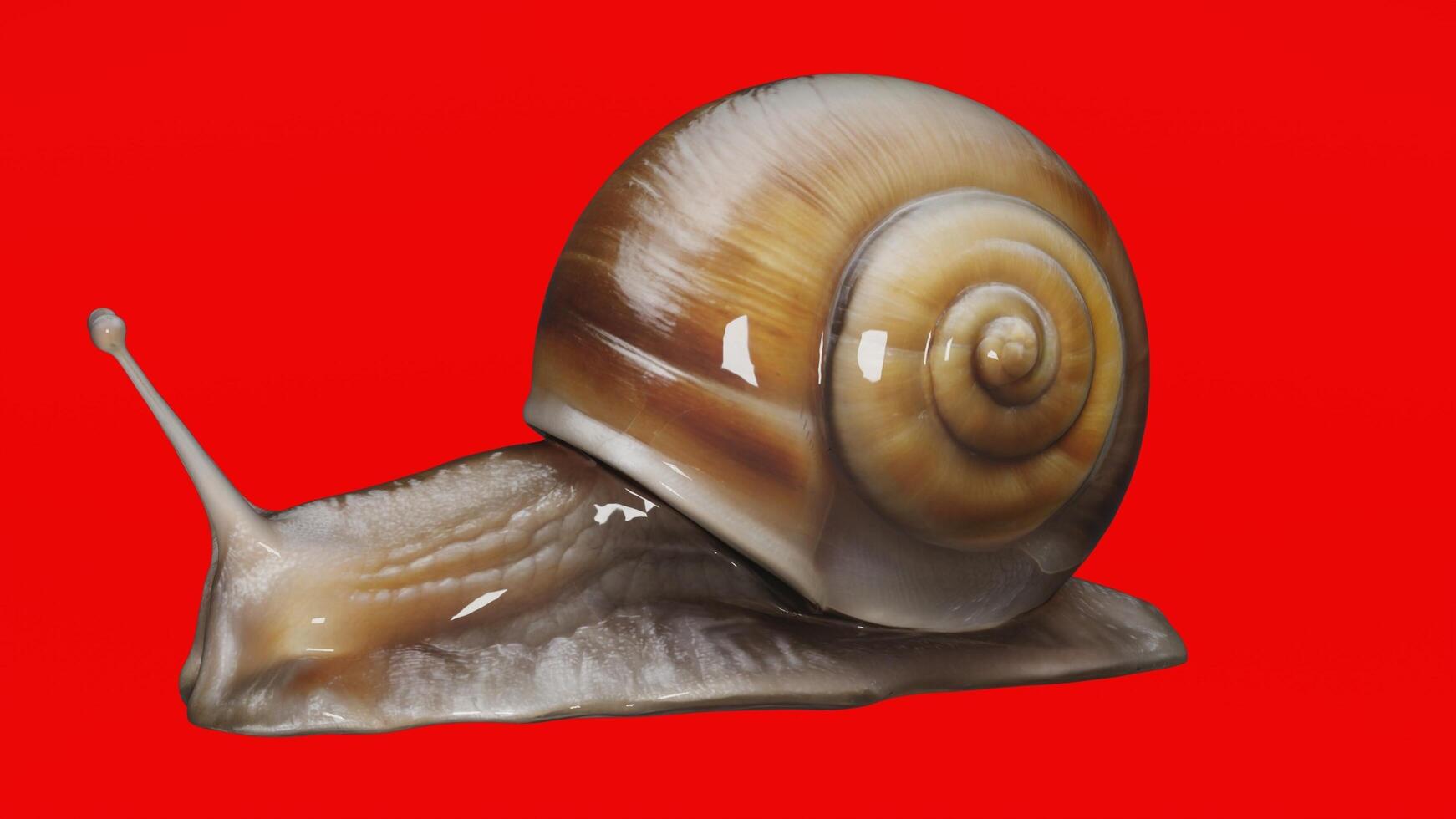 A snail is shown on a red background photo
