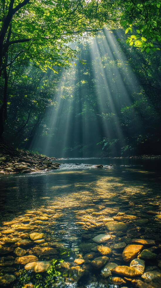 Sunbeams Illuminating a Riverbed Through Foliage in a Lush Forest photo