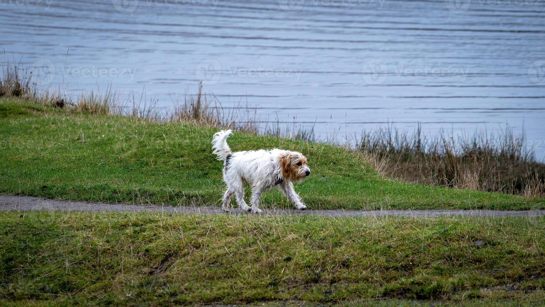 Playful Labrador Puppy Running in a Sunny Meadow photo