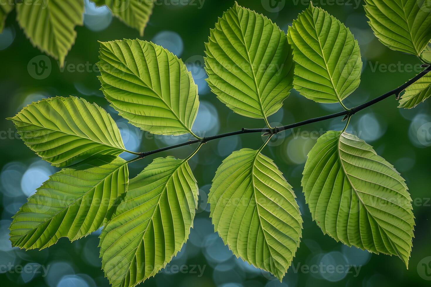 Vibrant Green Leaves Against a Soft Bokeh Background for Nature and Eco-Themed Design photo
