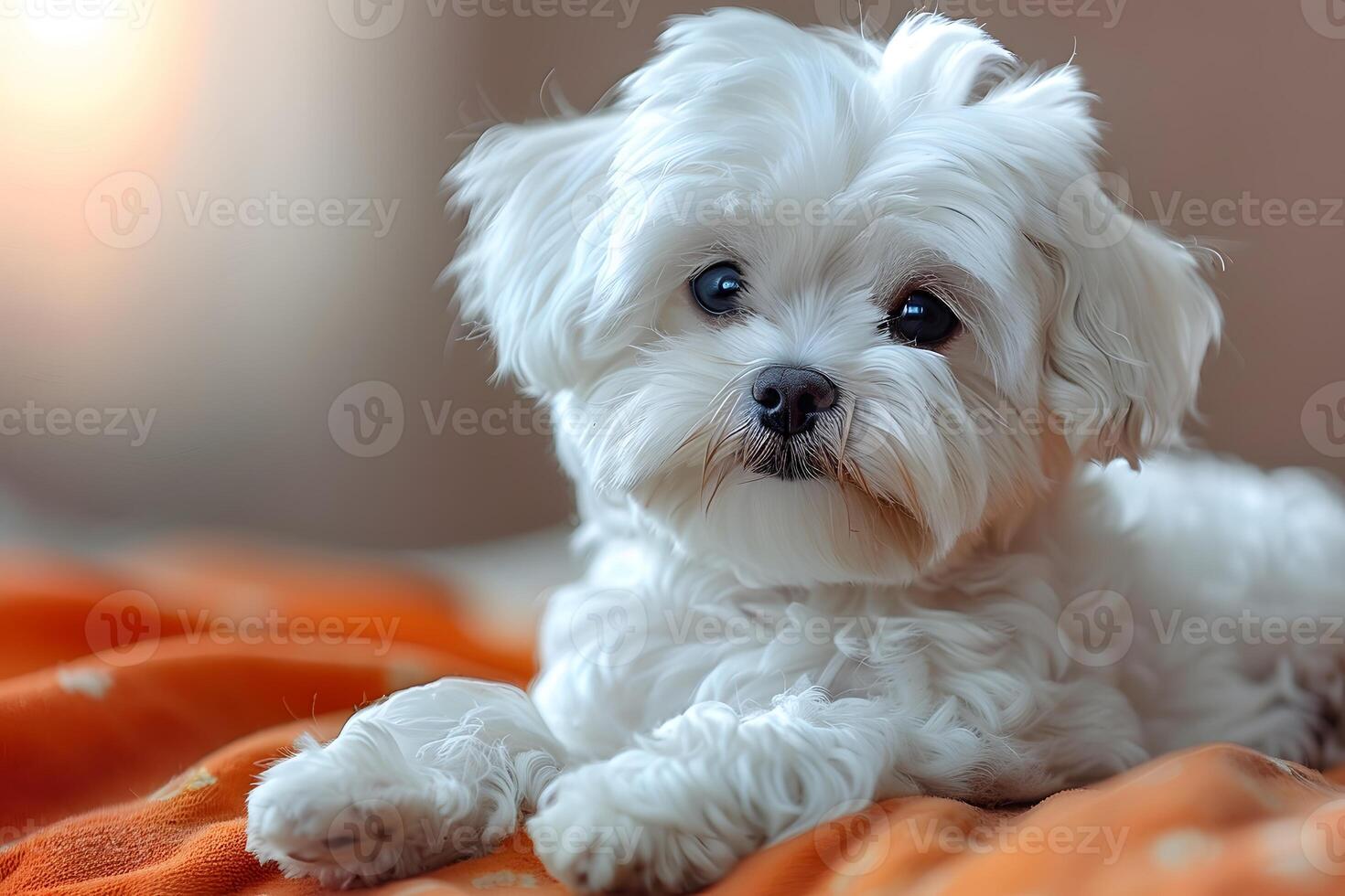 Adorable White Maltese Dog Relaxing on Cozy Blanket for Pet Lovers photo