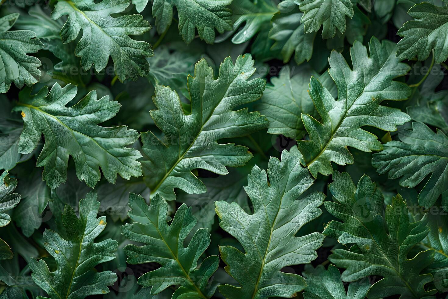 Vibrant Green Foliage with Intricate Leaf Patterns for Nature-Themed Designs photo