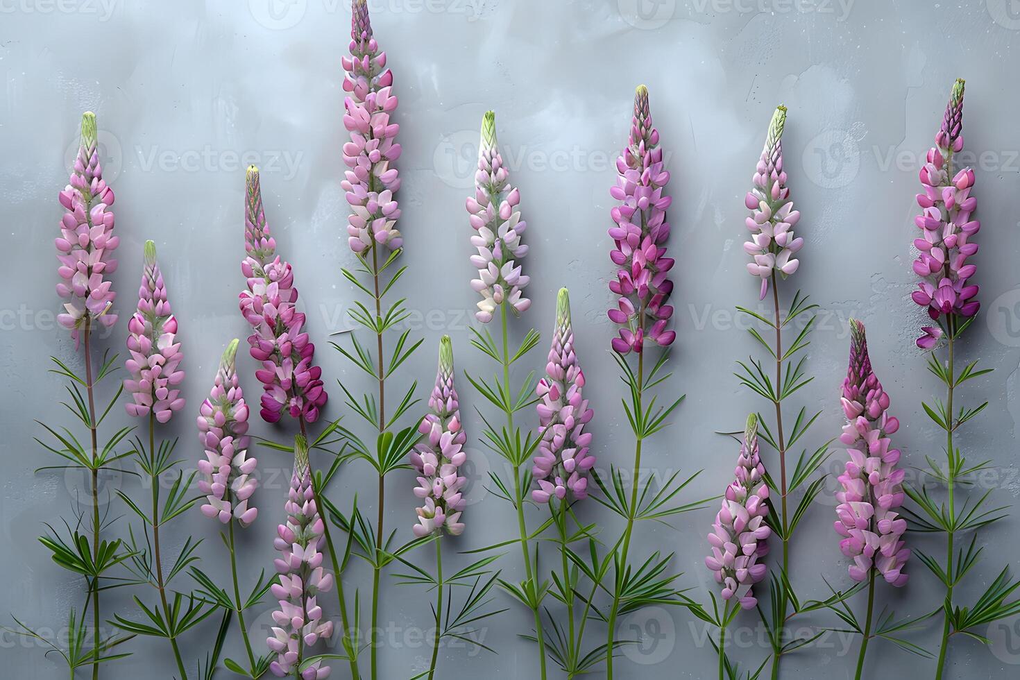 Vibrant Array of Lupine Flowers Against Textured Gray Background for Nature and Botanical Design photo