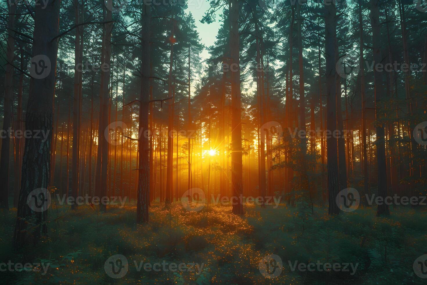 Serene Forest Sunrise with Golden Light and Tall Pine Trees in Misty Atmosphere photo