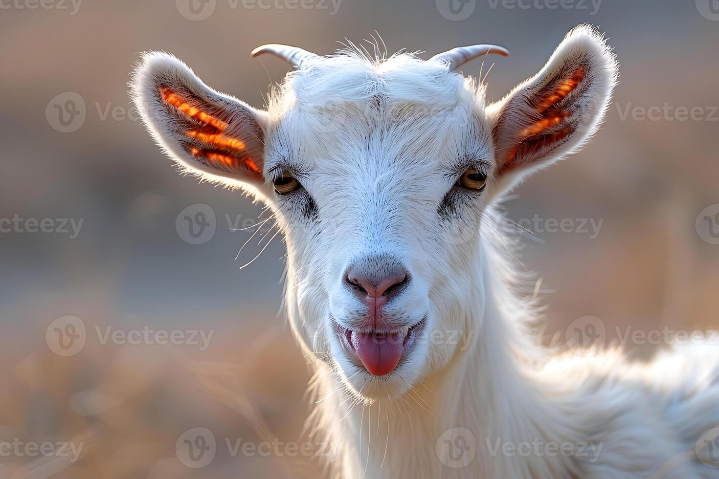 Playful Goat Expression in Natural Light - Perfect for Rural and Farm-Themed Designs photo